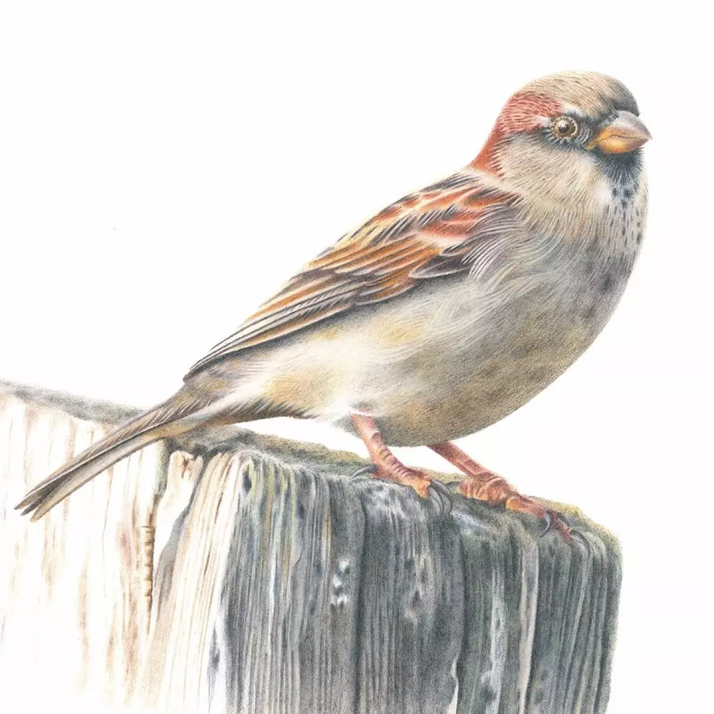 House Sparrow Coloured Pencil Illustration